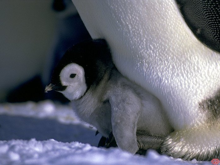 pui de pinguin - alaska and antarctica icebergs