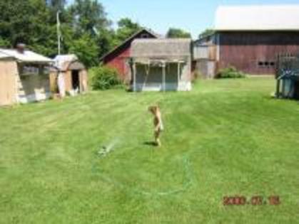 CRFQAELDAOUUWQNLDDZ - MODELE DE CRESCATORII