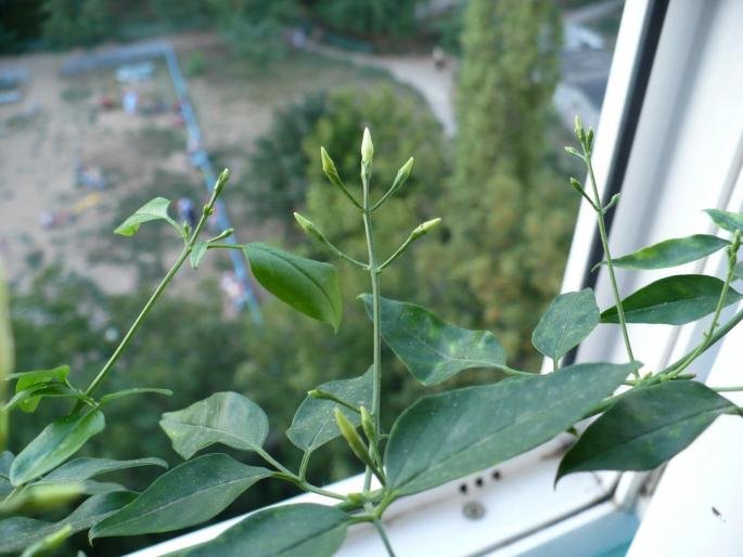 bobocei - Alte plante