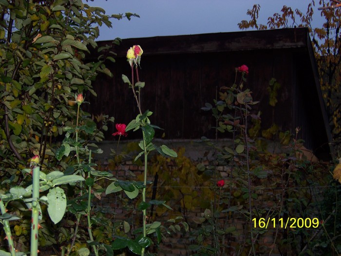 100_4580 - Toamna in curte  Timisoara