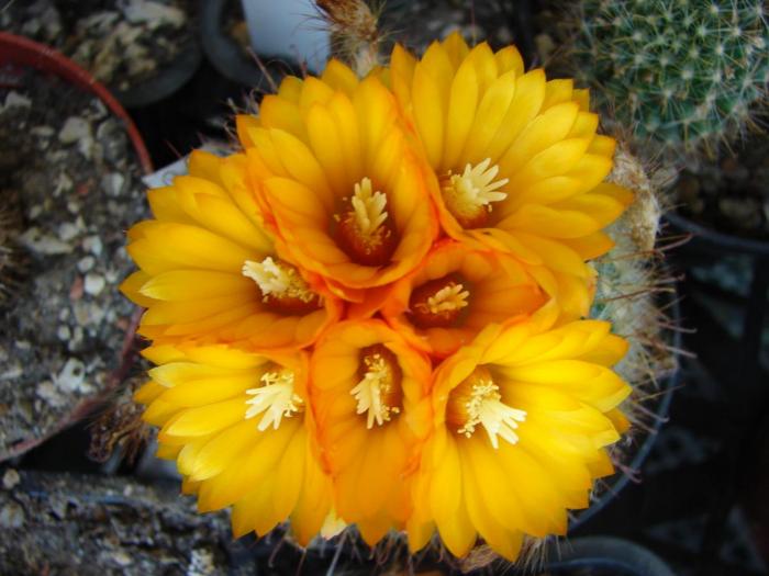 Parodia aureiflora - Cactusi la Mangalia