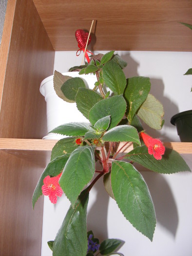 CERCELUS AUSTRALIAN(KOHLERIA)