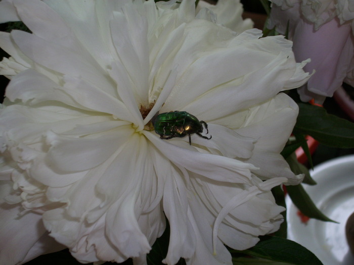 DSCI0712 - flori din gradina mea