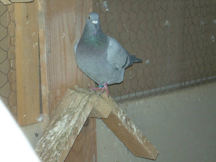 9.01.2009 241; femela 2008
