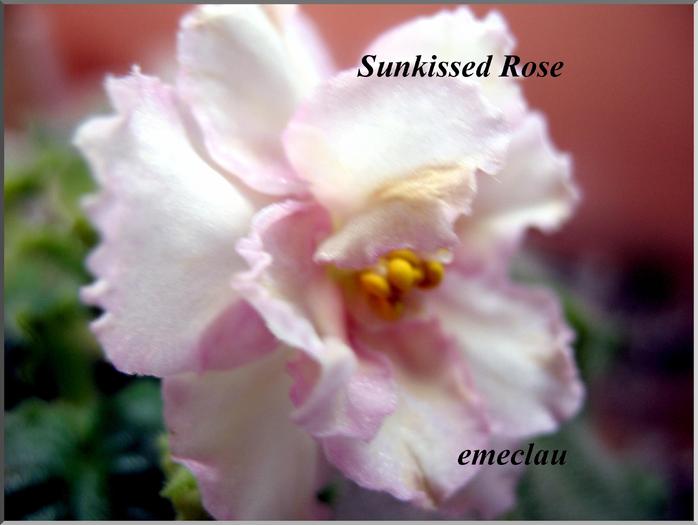 Sunkissed Rose - violete cu nume 2009