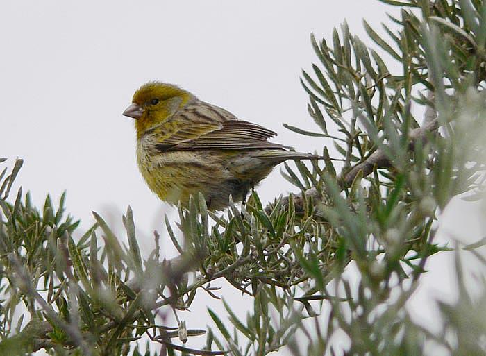 Canari2