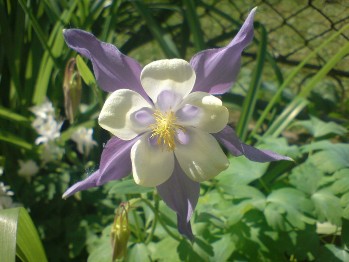 Aquilegia - Plante