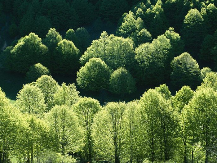 Beech Trees, Campolongo Valley, Pollino National Park, Calabria, Italy