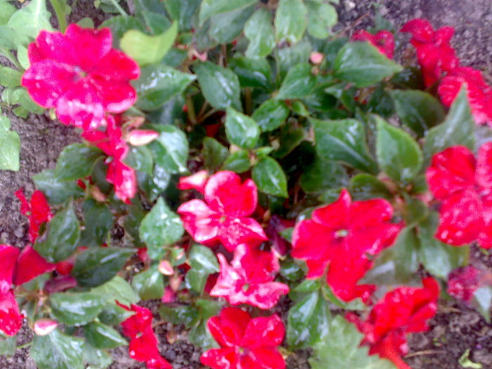impantiens - Florile din gradina mea - 2009
