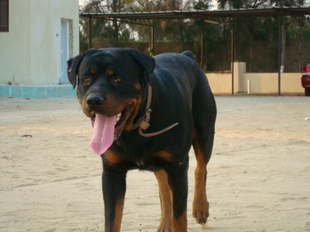 DSC01758 - ROTTWEILER