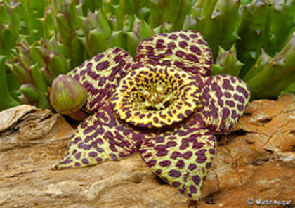 stapelia orbea variegata - FLORI