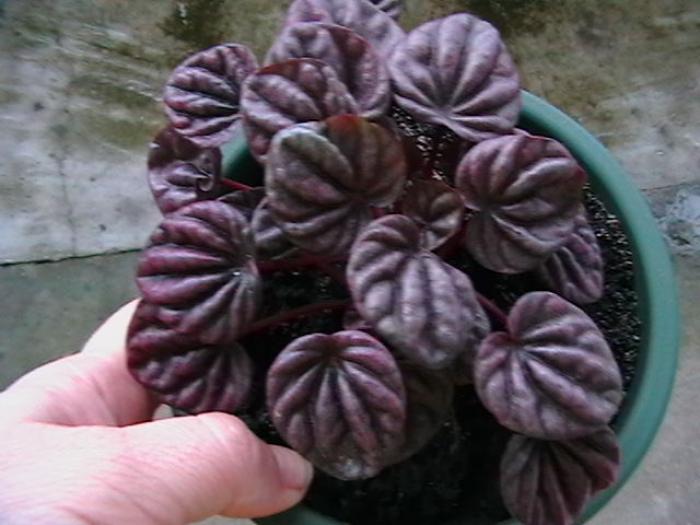 Peperomia