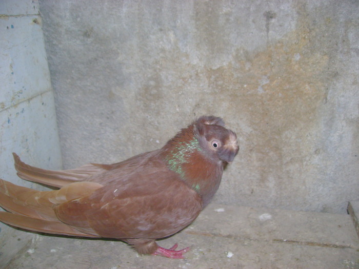 pozedecembrie 2009 171