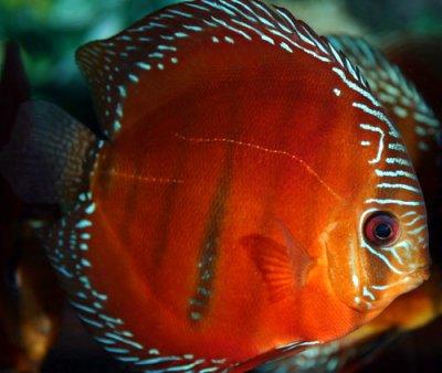 Symphysodon%20Discus%201 - PESTI