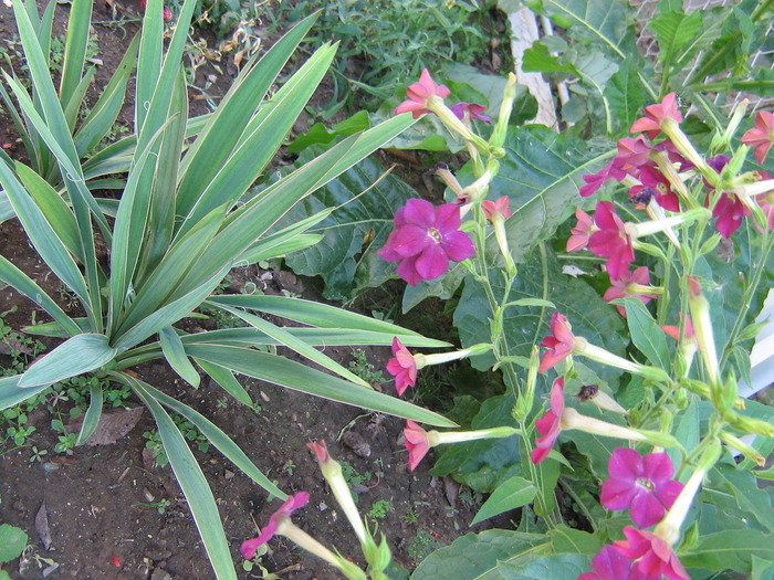 8octombrie 026 - flori de gradina 2009