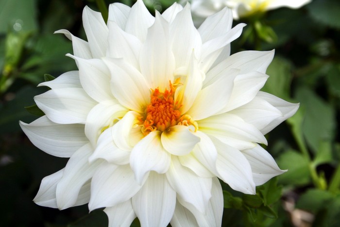 Beautiful-white-flower - Flower