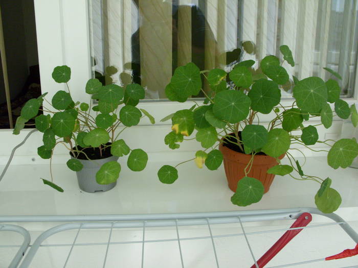 SDC14016 - flori in taina 1