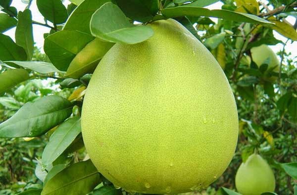 pomelo