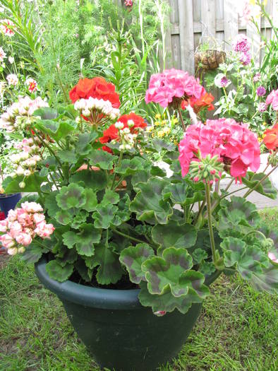 Muscate 1 aug 2009 (1)