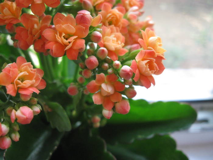 IMG_2984 - Kalanchoe