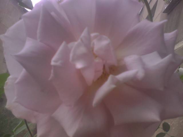 IMG_0808; theahibrid sterling mov
