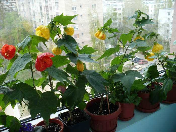 P1100668 - ABUTILONI