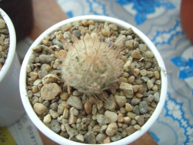 Mam. Pennispinosa - Mammillaria