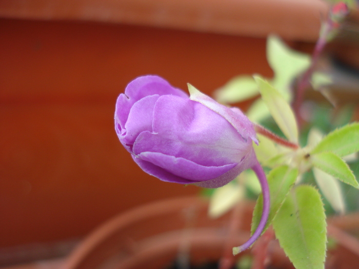 Light Purple Flower (2009, Sep.12) - 09 Garden in September