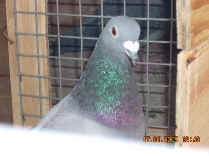 DSCN1969 - porumbeii pentru repr 2009