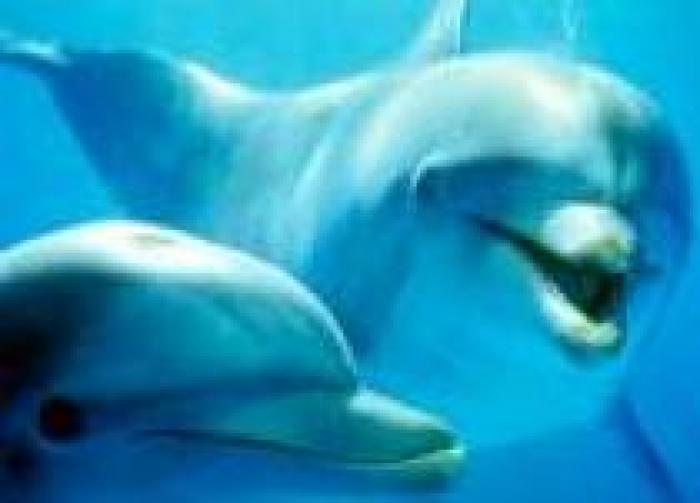 RJGKQHAZKIRDJNYBACU - delfini