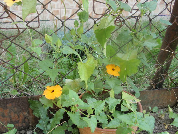 tunbergia - plante de gradina