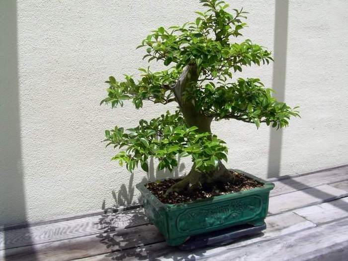 590 - Bonsai