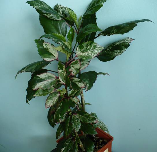 Hibiscus Cooperi