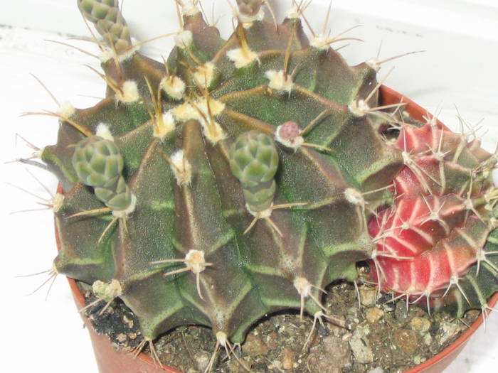 Gymnocalycium mihanovichii - boboci Mai 2009