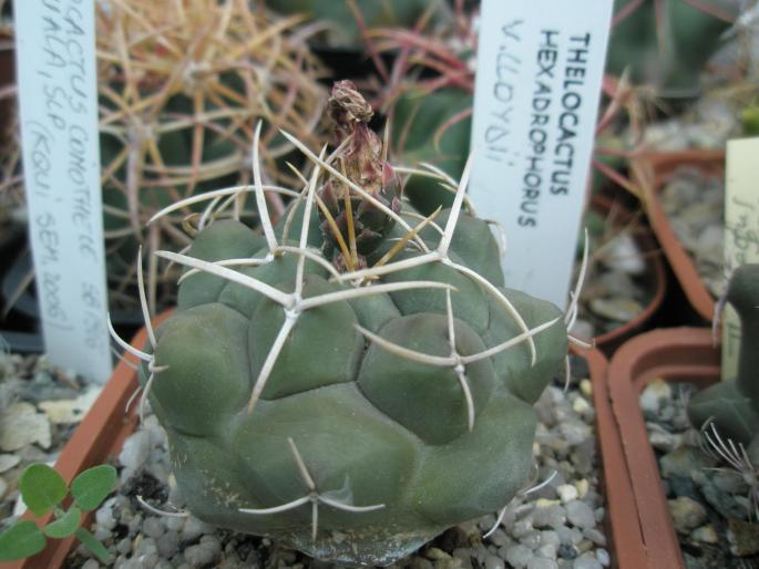 Thelocactus hexadrophorus v. loydii - fruct