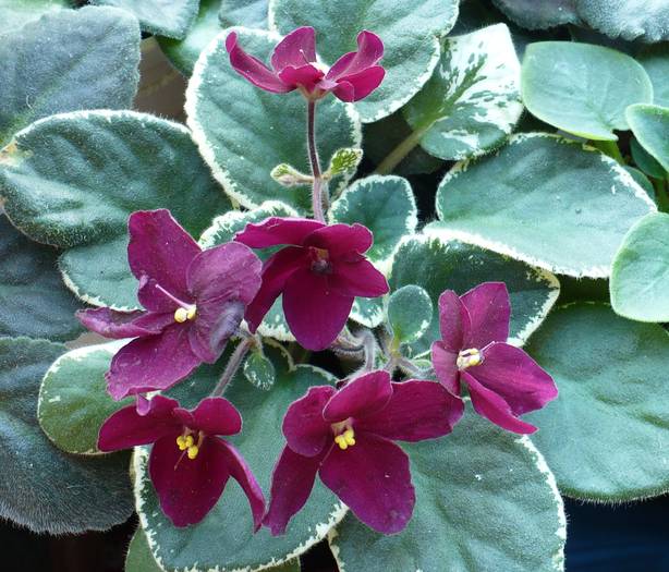 P1130481 - Saintpaulia - violete de camera