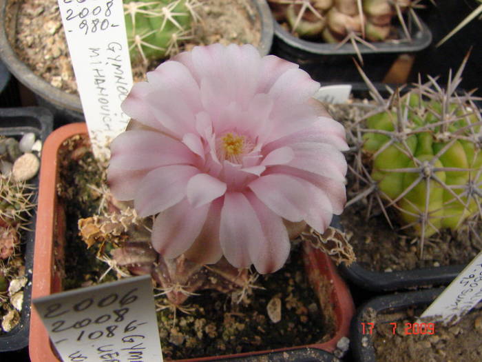 DSC06430