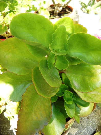 Picture 054 - flori dragute