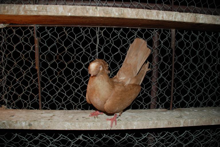 DSC_4220 - JUCATORI ARDELENI SI DE CALARASI