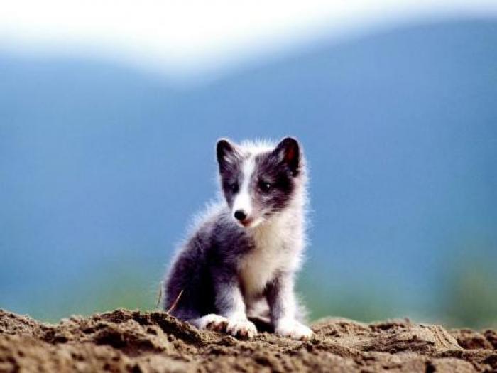 Imagini Animale_ Imagini cu Animale_ Imagini Animale Mici - Animale