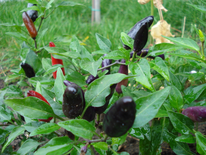 Black Chili Pepper (2009, Oct.04)