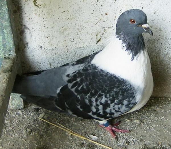 gazzi(Strasser solzat)