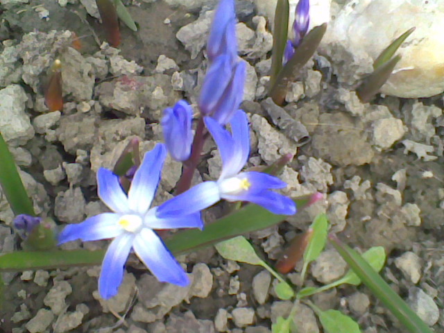 Imag003
