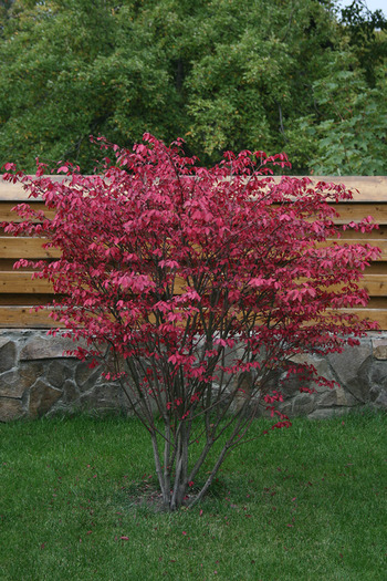 Euonimus Alataus compacta - garden 2009