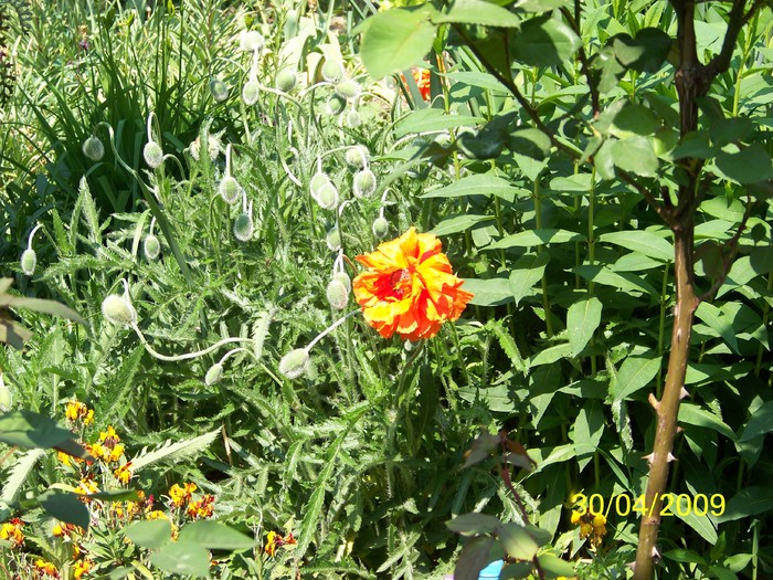 100_1276 - Primavara in curte  Timisoara