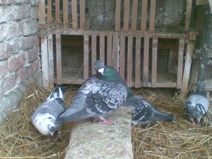 dgsg - Porumbei voiajori