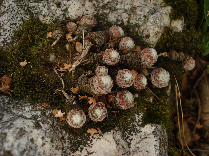 DSC01602 - Sempervivum