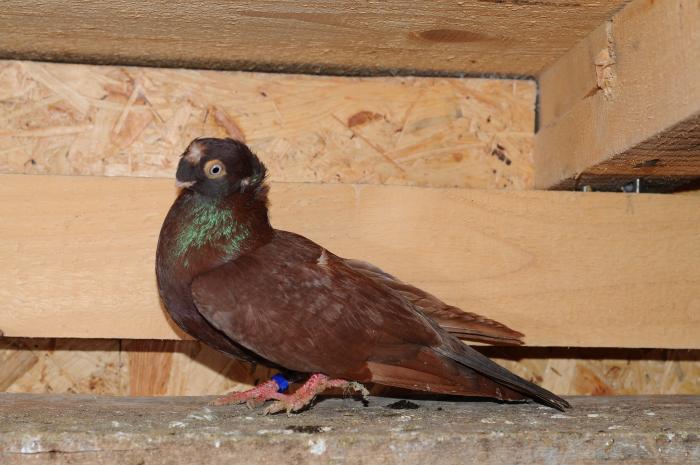 DSC_9911 - jucatori dublumotati calarasi 2008