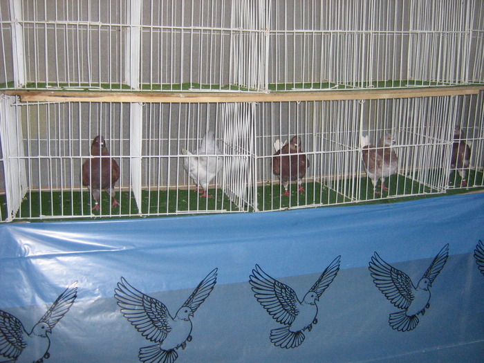 VWCAAABNXZQSQENXJGT - Z Szigetvar 2010