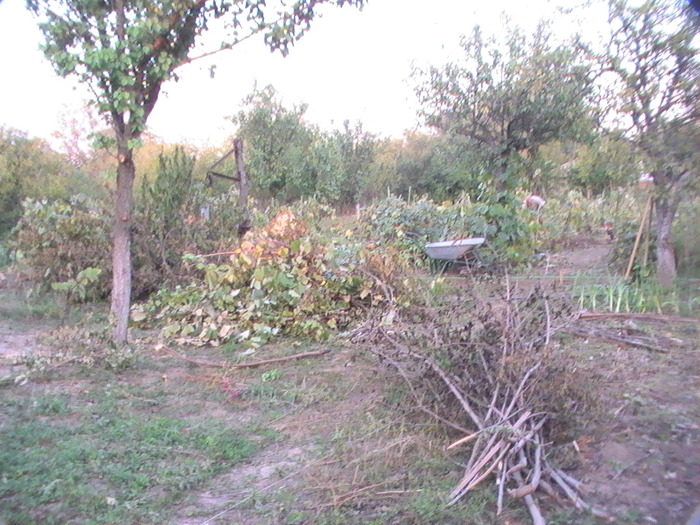 14-Sept. - Anul 2009 in gradina mea